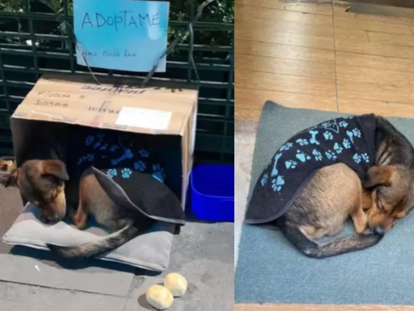 'Adoptan' Perrito Abandonado para Robarle Donaciones 